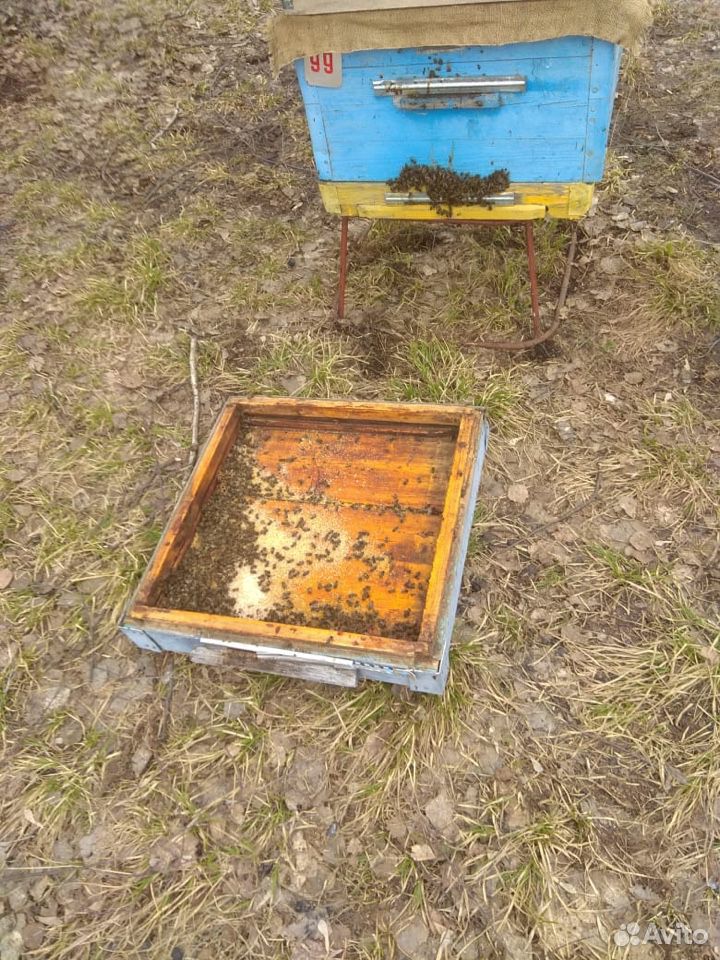 Пчёлы купить на Зозу.ру - фотография № 4