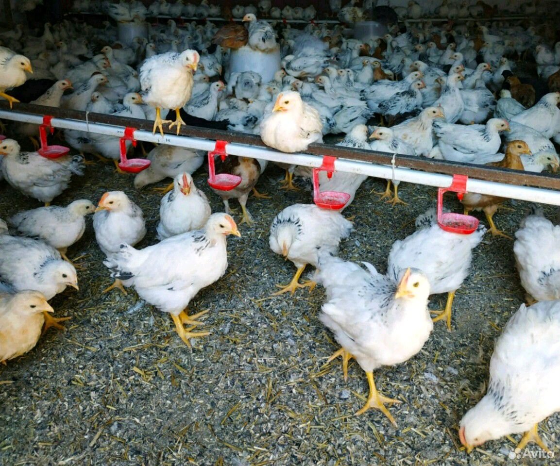 Цыплята подросшеные купить на Зозу.ру - фотография № 4
