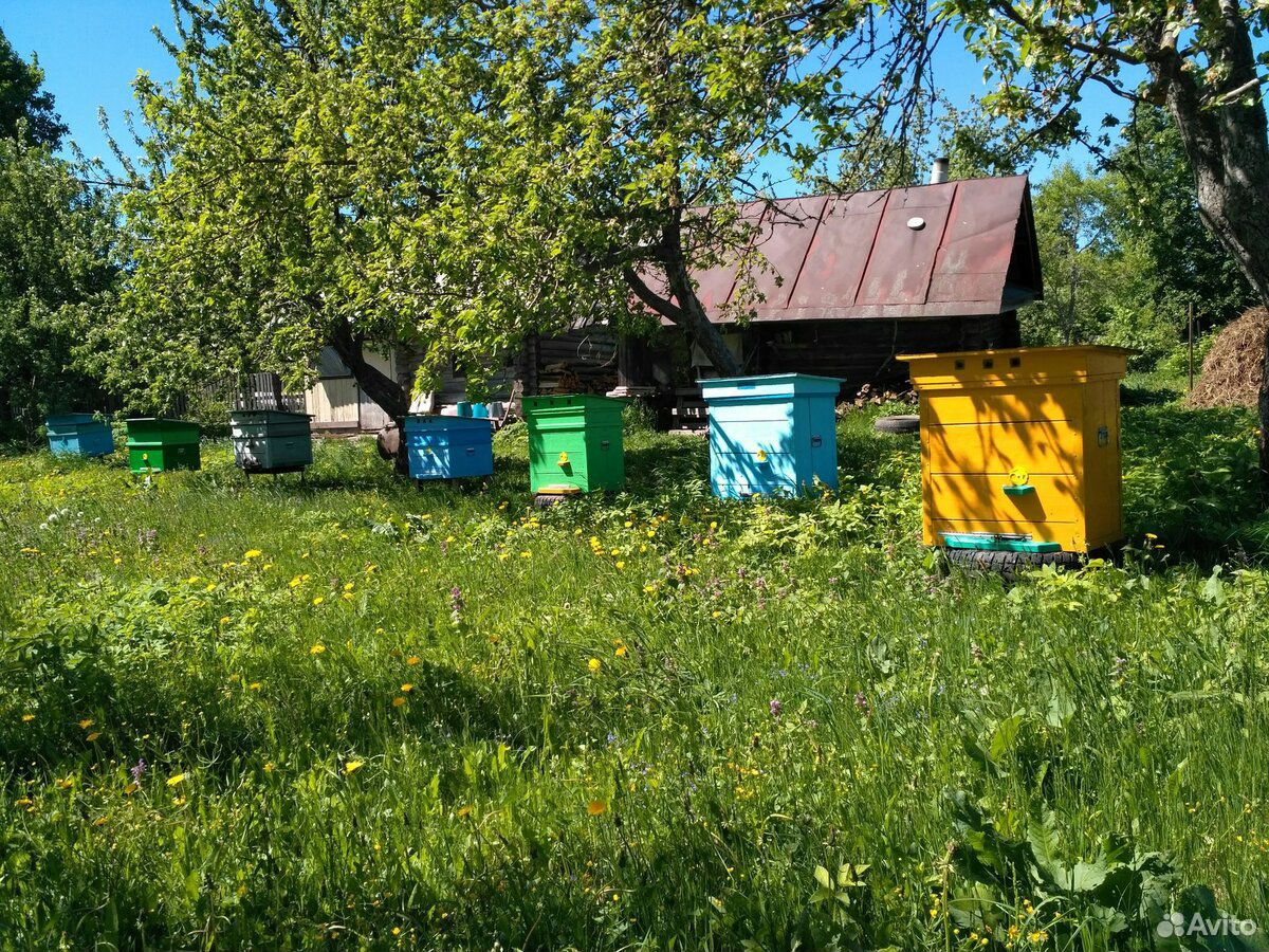 Пчелосемьи и отводки купить на Зозу.ру - фотография № 2