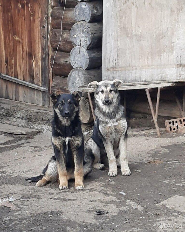 Собаки купить на Зозу.ру - фотография № 1