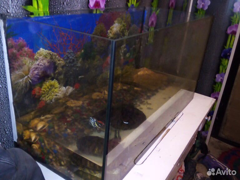 Большой аквариум с 2 черепахами купить на Зозу.ру - фотография № 5