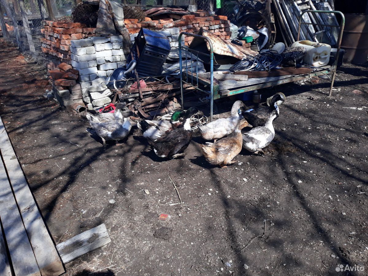 Гуси-утки купить на Зозу.ру - фотография № 2