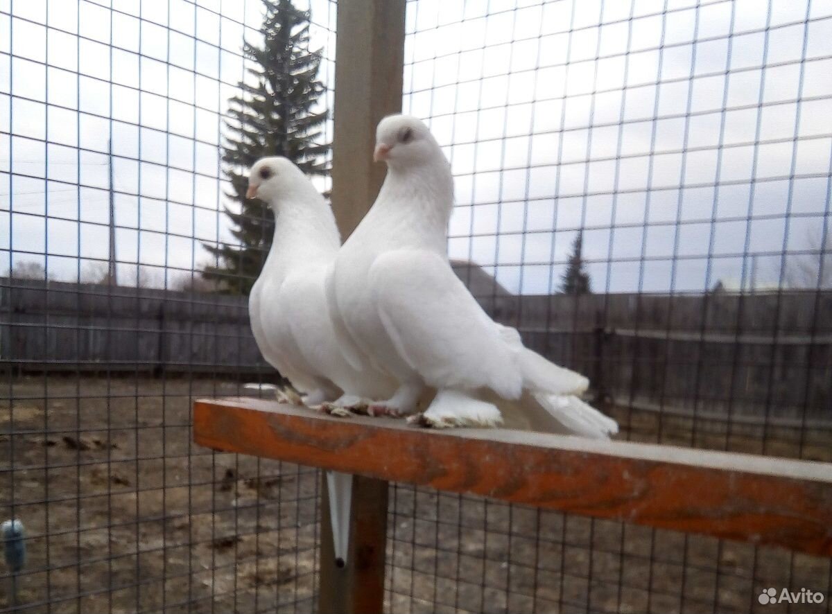 Статные голуби купить на Зозу.ру - фотография № 1