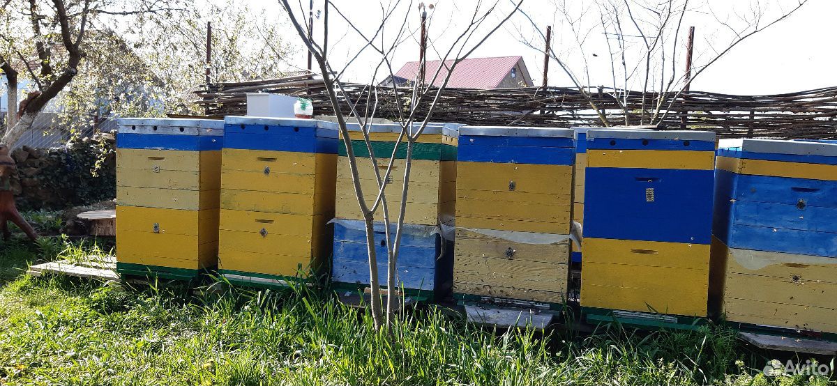 Ульи с пчёлами купить на Зозу.ру - фотография № 3