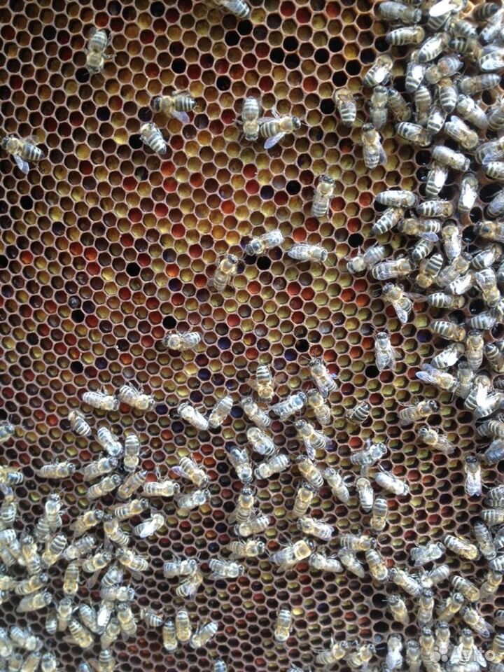 Пчелосемьи и пчелопакеты купить на Зозу.ру - фотография № 2