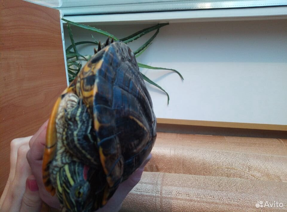 Продаём черепах без аквариума купить на Зозу.ру - фотография № 1