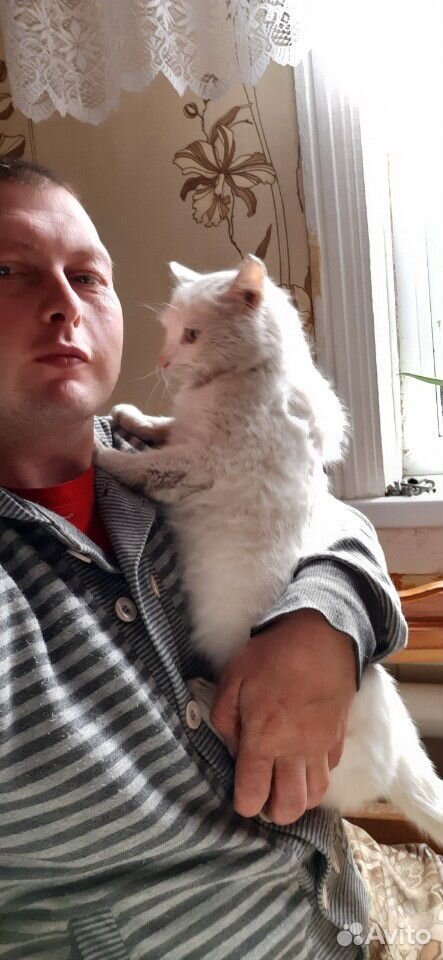 Кот белый Мурзик купить на Зозу.ру - фотография № 2