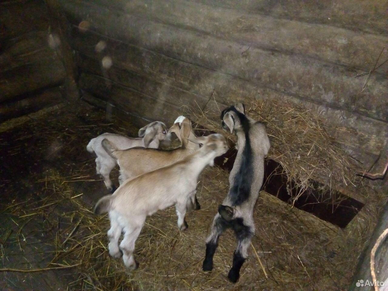 Нубийские козы купить на Зозу.ру - фотография № 2