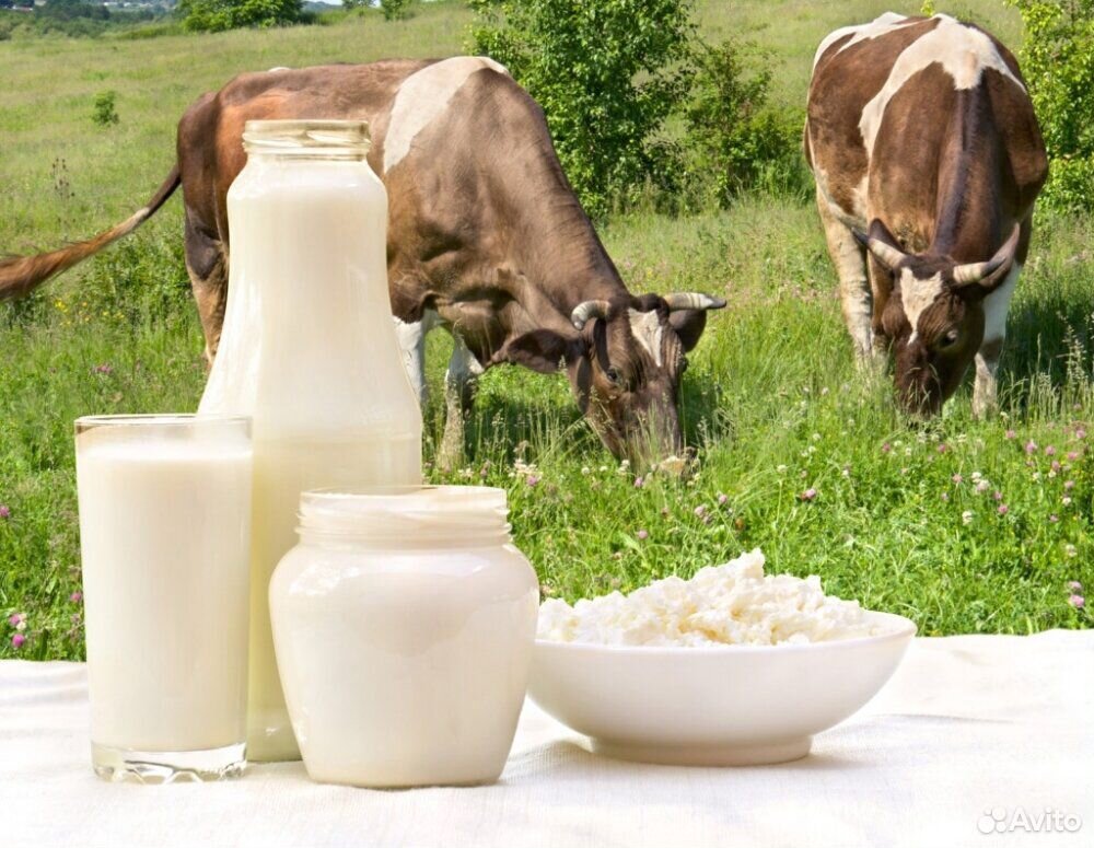 Молоко, творог коровье купить на Зозу.ру - фотография № 1
