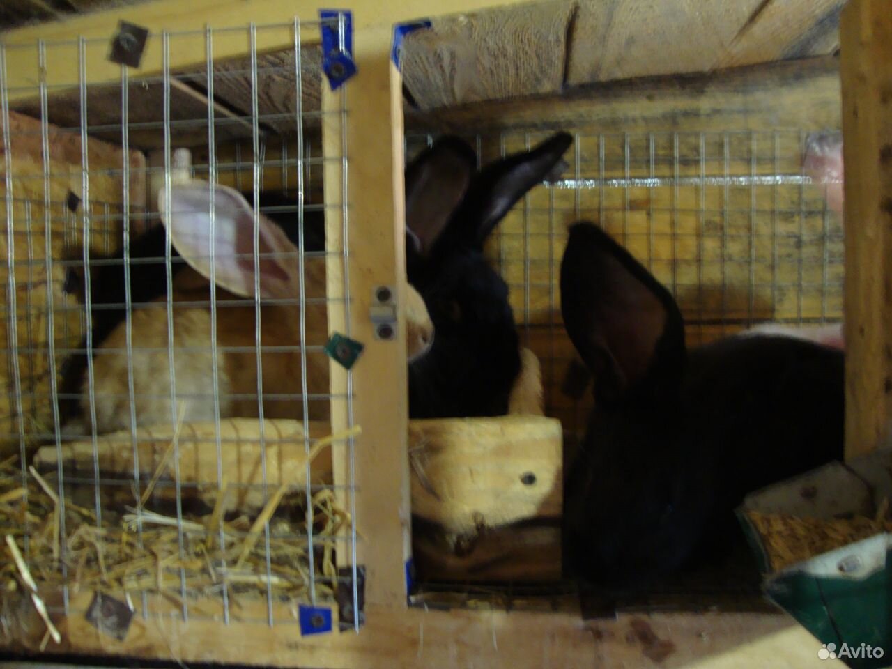 Молодняк кроликов на племя купить на Зозу.ру - фотография № 1