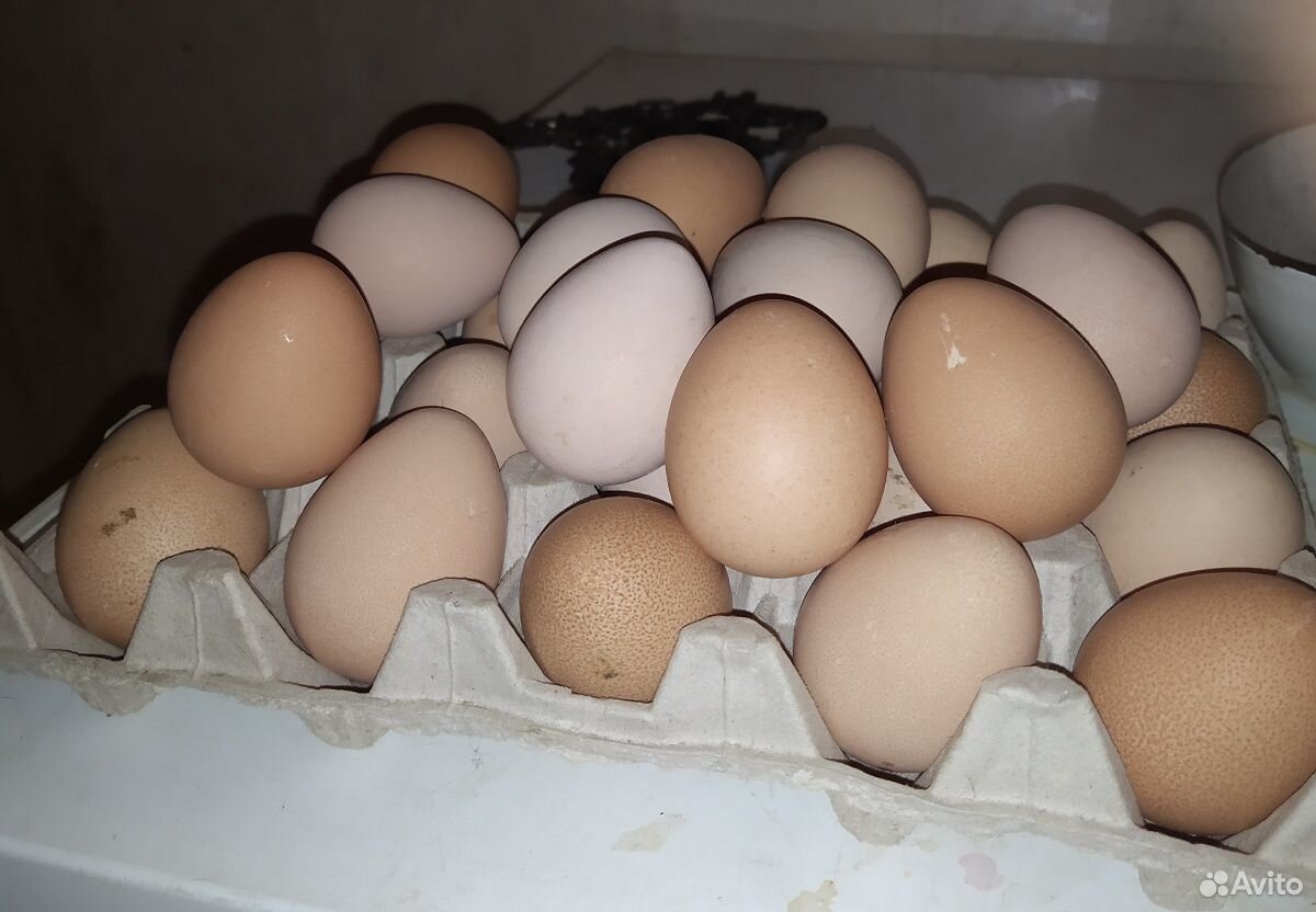 Инкубационное яйцо цесарки. Жемчюжные се купить на Зозу.ру - фотография № 1