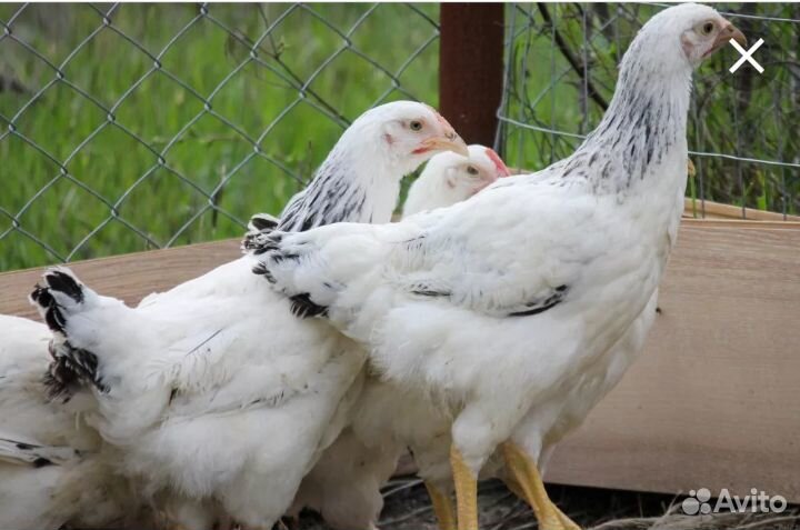 Продаются цыплята серебристые купить на Зозу.ру - фотография № 1