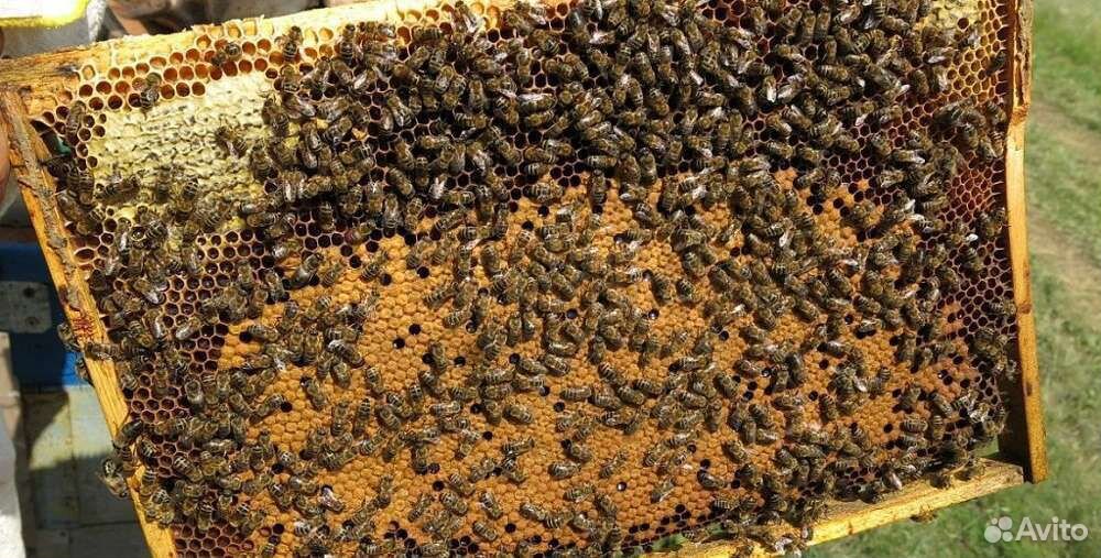 Пчелопакеты пчелосемьи купить на Зозу.ру - фотография № 2
