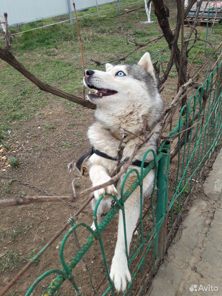 Собака Сибирская Хаски купить на Зозу.ру - фотография № 2