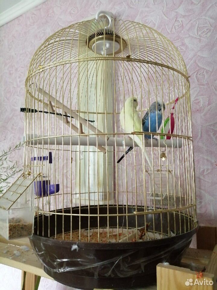 Продам волнистых попугаев мальчика и девочку к ним купить на Зозу.ру - фотография № 1