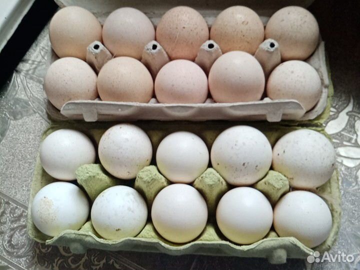 Индюшиное яйцо купить на Зозу.ру - фотография № 2