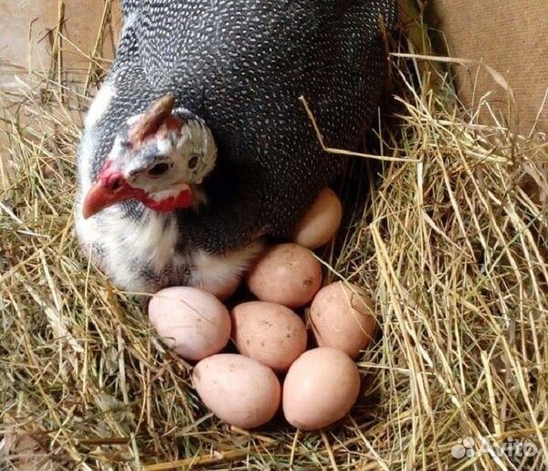 Цесариное яйцо купить на Зозу.ру - фотография № 1