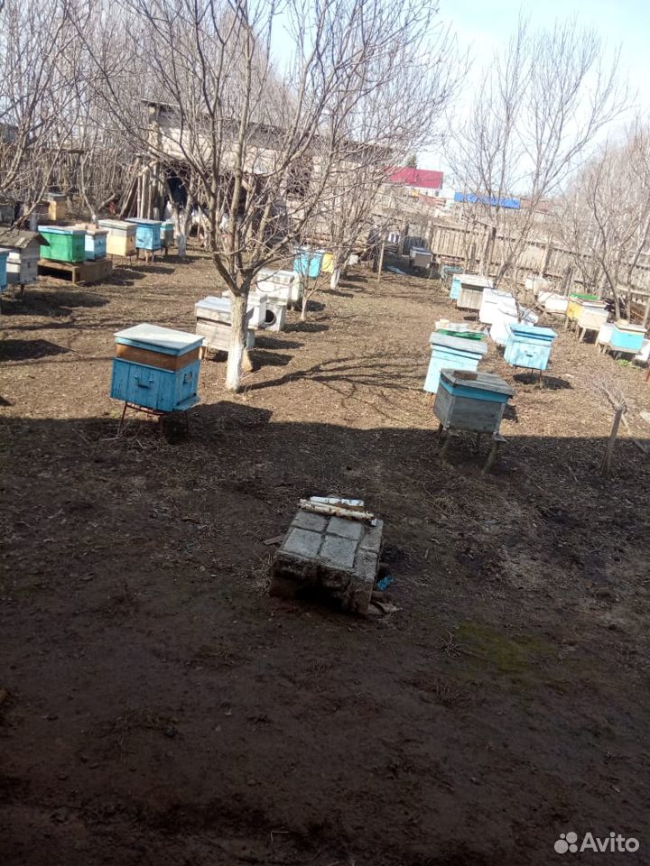 Пчелопакеты и пчелосемьи местные башкирские купить на Зозу.ру - фотография № 1
