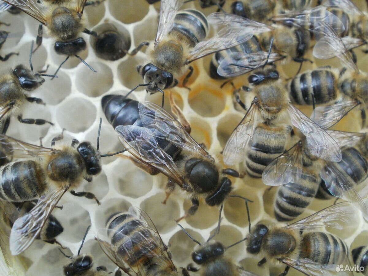 Пчеломатки плодные купить на Зозу.ру - фотография № 2