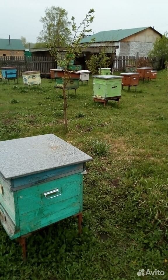 Мощные пчелосемьи купить на Зозу.ру - фотография № 1