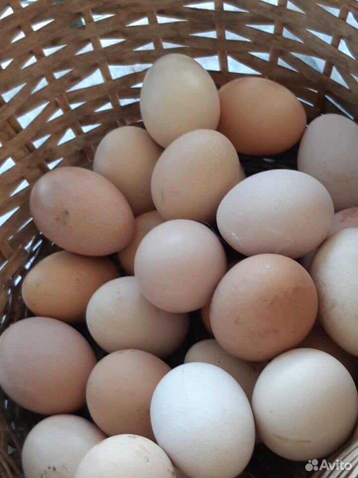 Яйцо инкубационное домашнее купить на Зозу.ру - фотография № 1