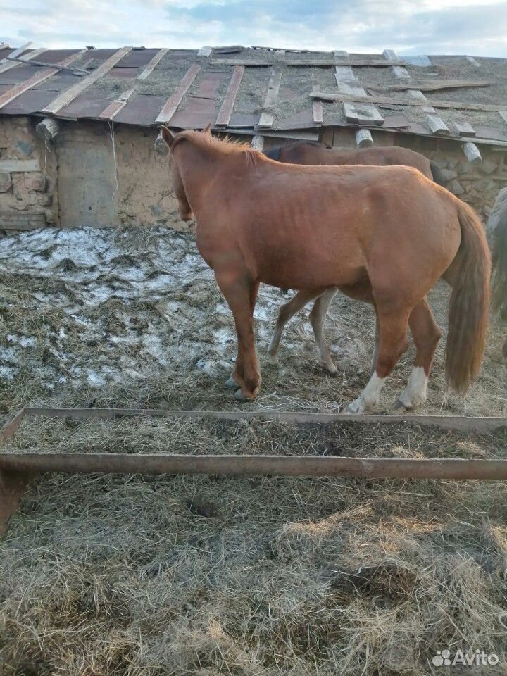 Лошади купить на Зозу.ру - фотография № 8