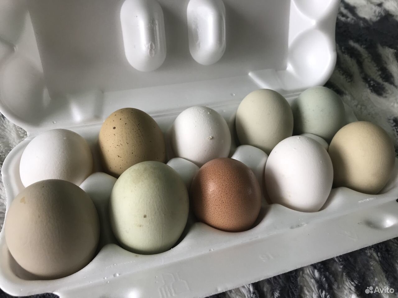 Инкуб яйцо (цветное) купить на Зозу.ру - фотография № 1