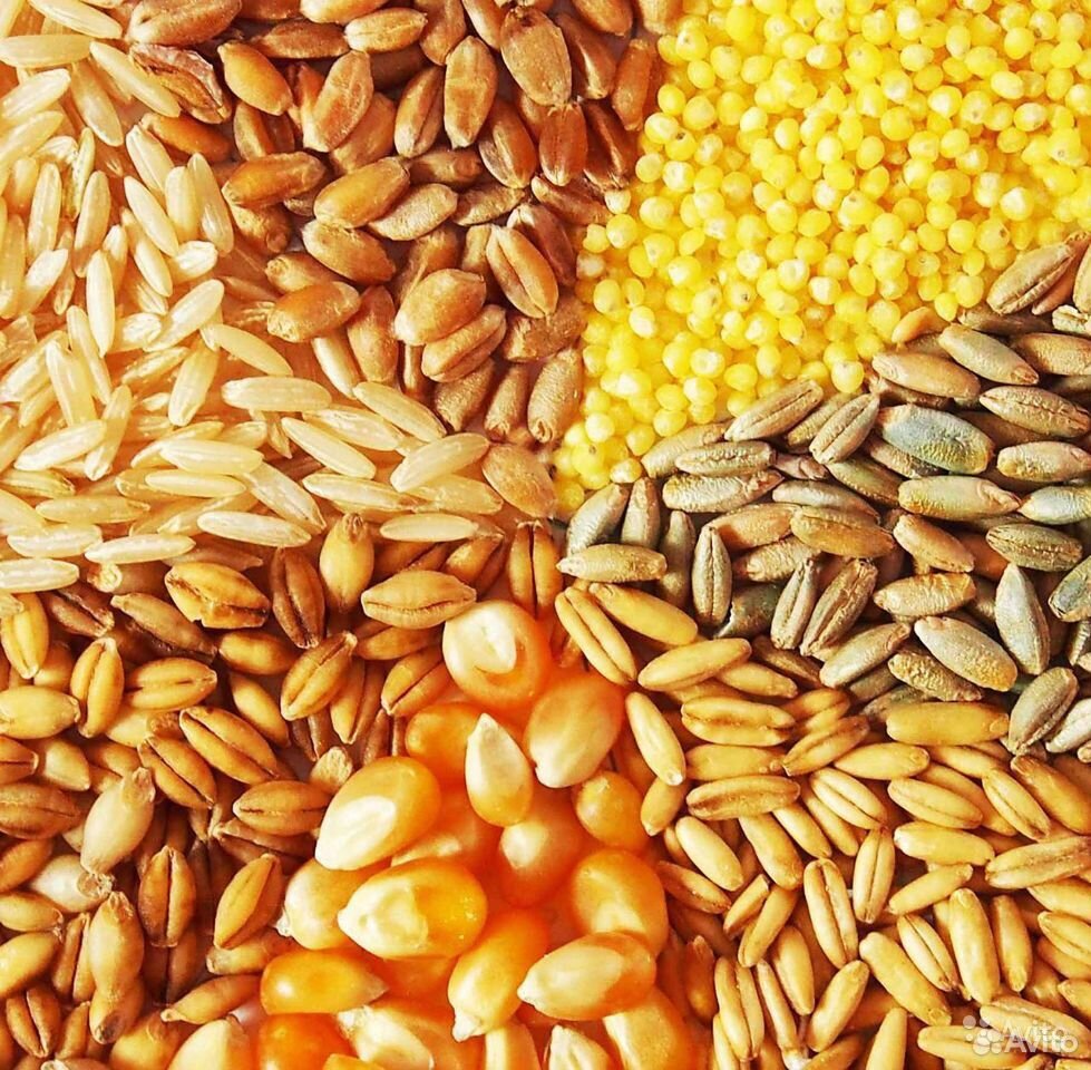 Отруби, зерноотход, комбикорм, кукуруза, пшеница купить на Зозу.ру - фотография № 1