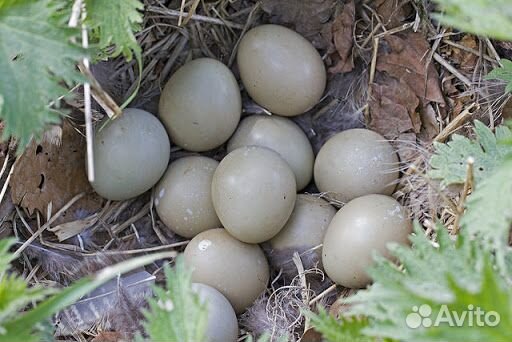 Инкубационные яйца охотничьего фазана, птицы купить на Зозу.ру - фотография № 1