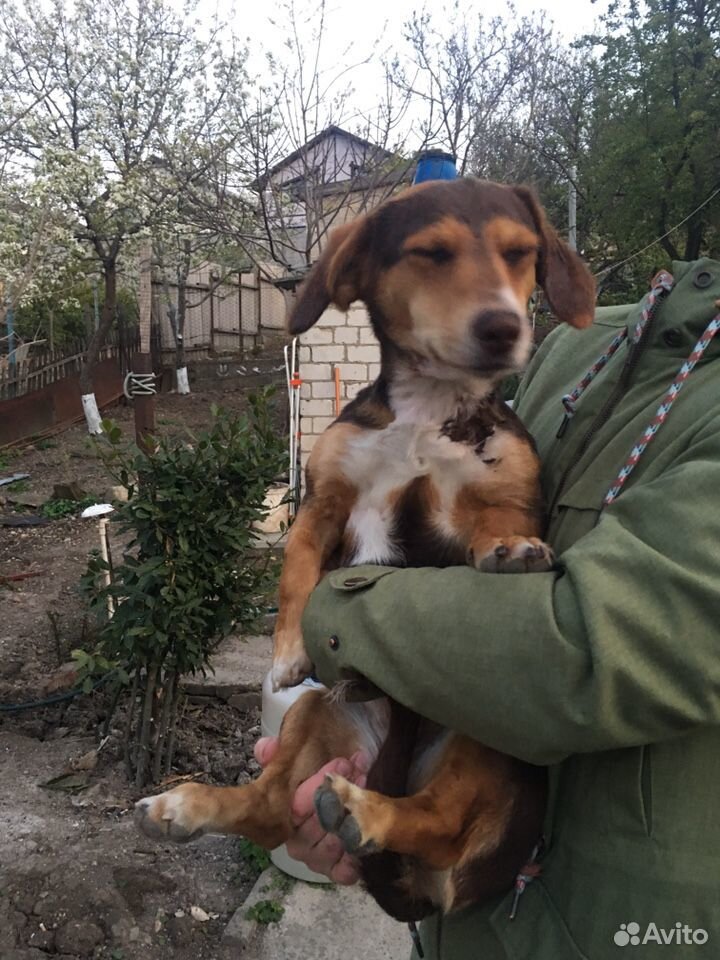 Ищем семью для щеночка купить на Зозу.ру - фотография № 5