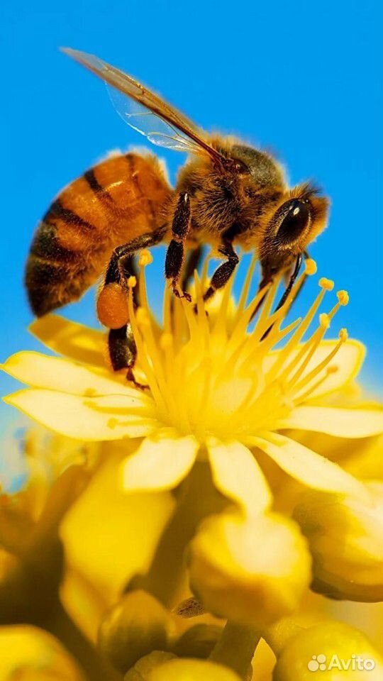 Пчелосемьи додановские купить на Зозу.ру - фотография № 1