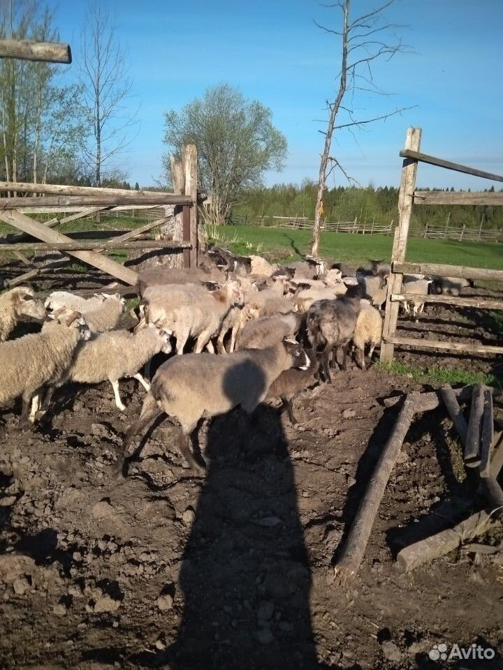 Овцы бараны ягнята купить на Зозу.ру - фотография № 10
