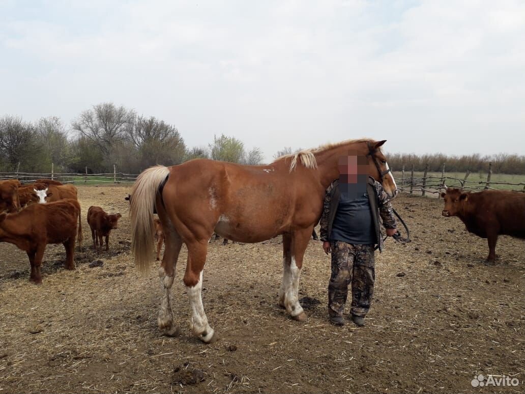 Лошади и коровы Колмыцкой породы купить на Зозу.ру - фотография № 5
