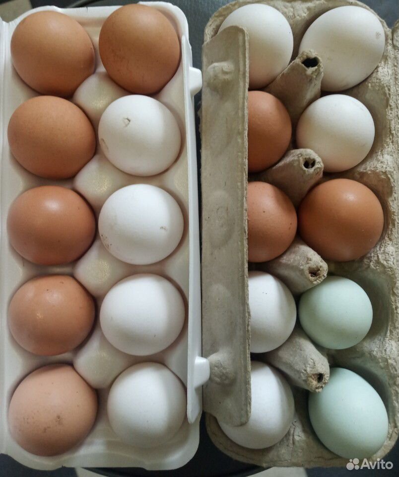 Яйца деревенские белые, коричневые, голубые купить на Зозу.ру - фотография № 1
