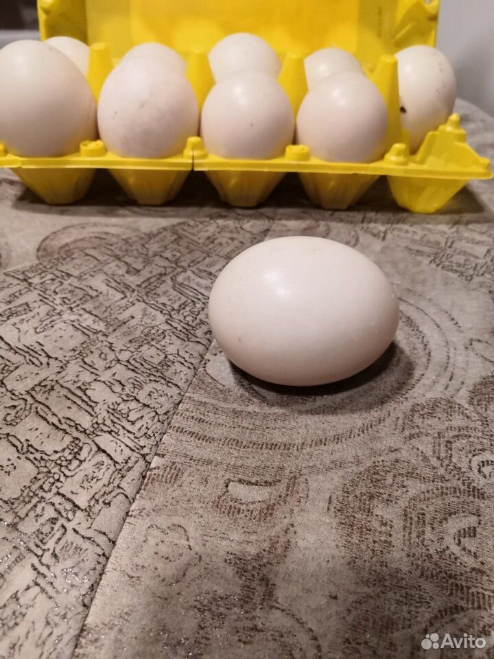 Яйцо инкубационное мускусной утки купить на Зозу.ру - фотография № 1