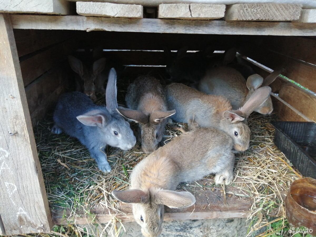 Кролики опт купить на Зозу.ру - фотография № 6