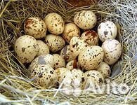 Перепелиное яйцо купить на Зозу.ру - фотография № 1