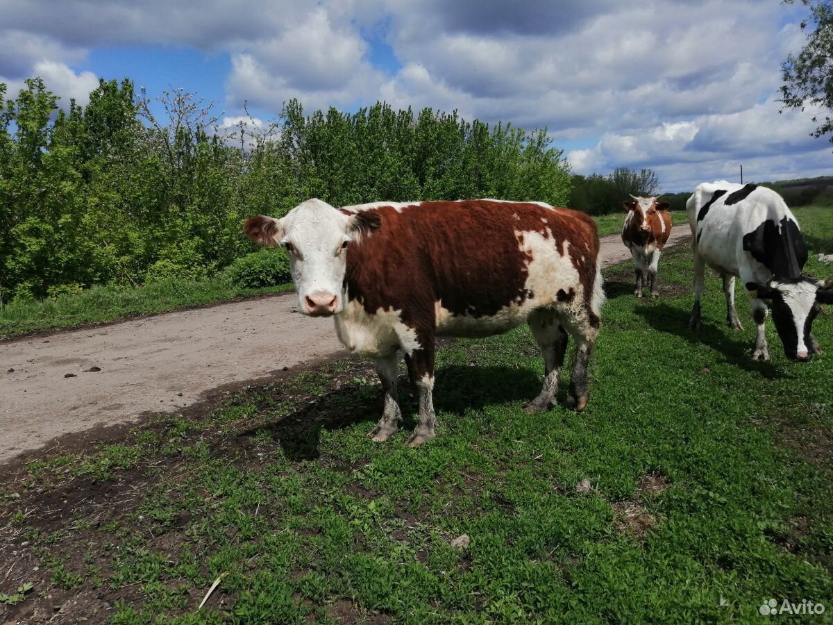 Продам корову герефорд купить на Зозу.ру - фотография № 2