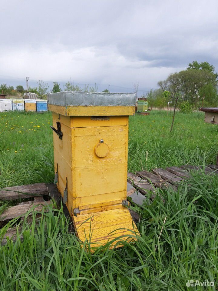 Пчелы, пчелосемьи и пчелопакеты Карпатка купить на Зозу.ру - фотография № 7
