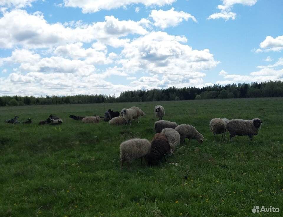Бараны,овцы купить на Зозу.ру - фотография № 8
