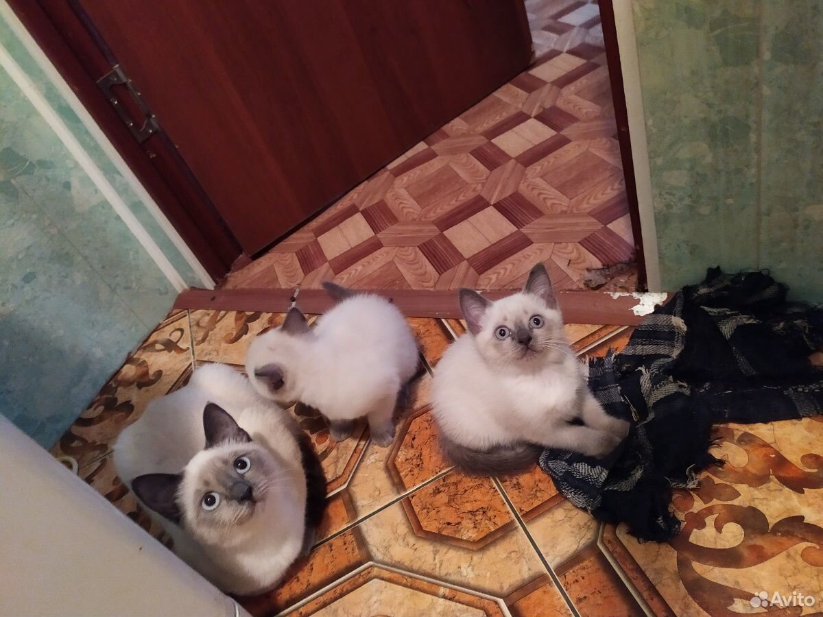 Тайские котята купить на Зозу.ру - фотография № 3