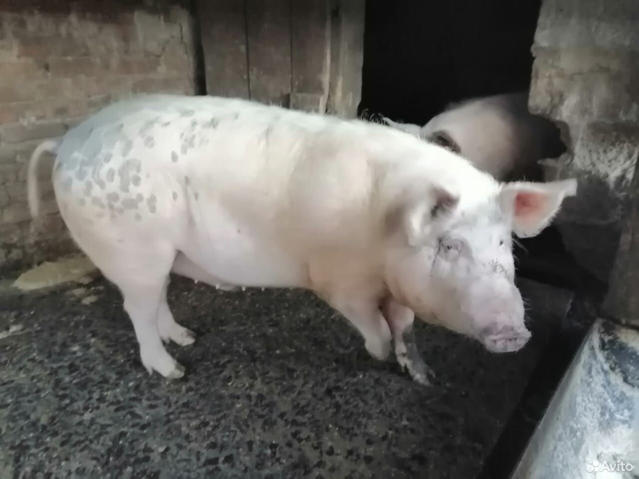 Продам свиней живым весом купить на Зозу.ру - фотография № 2