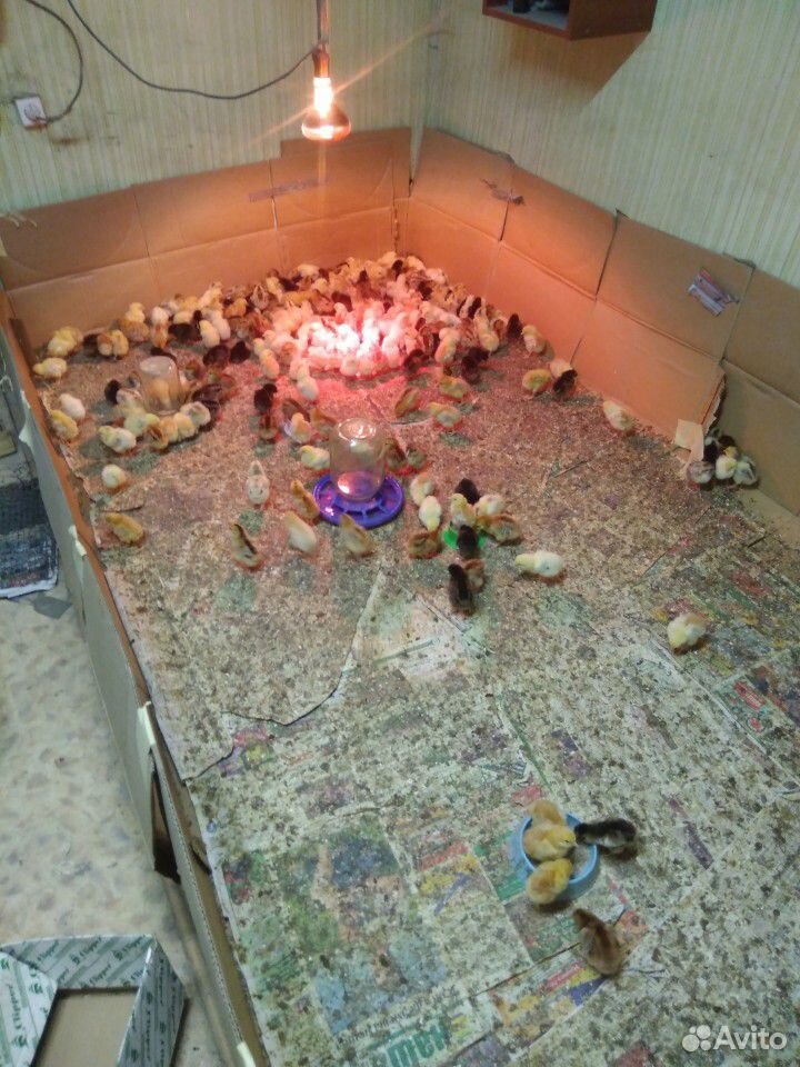 Цыплята домашние (петушки) купить на Зозу.ру - фотография № 2