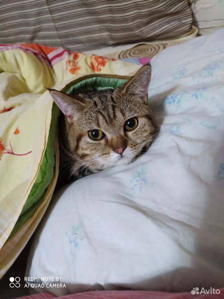 Кот британец, вязка купить на Зозу.ру - фотография № 4