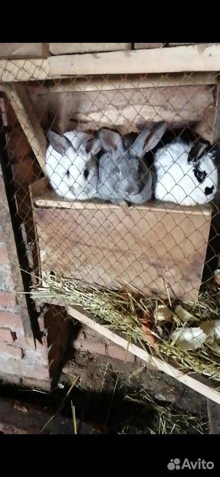 Кролики простые купить на Зозу.ру - фотография № 1