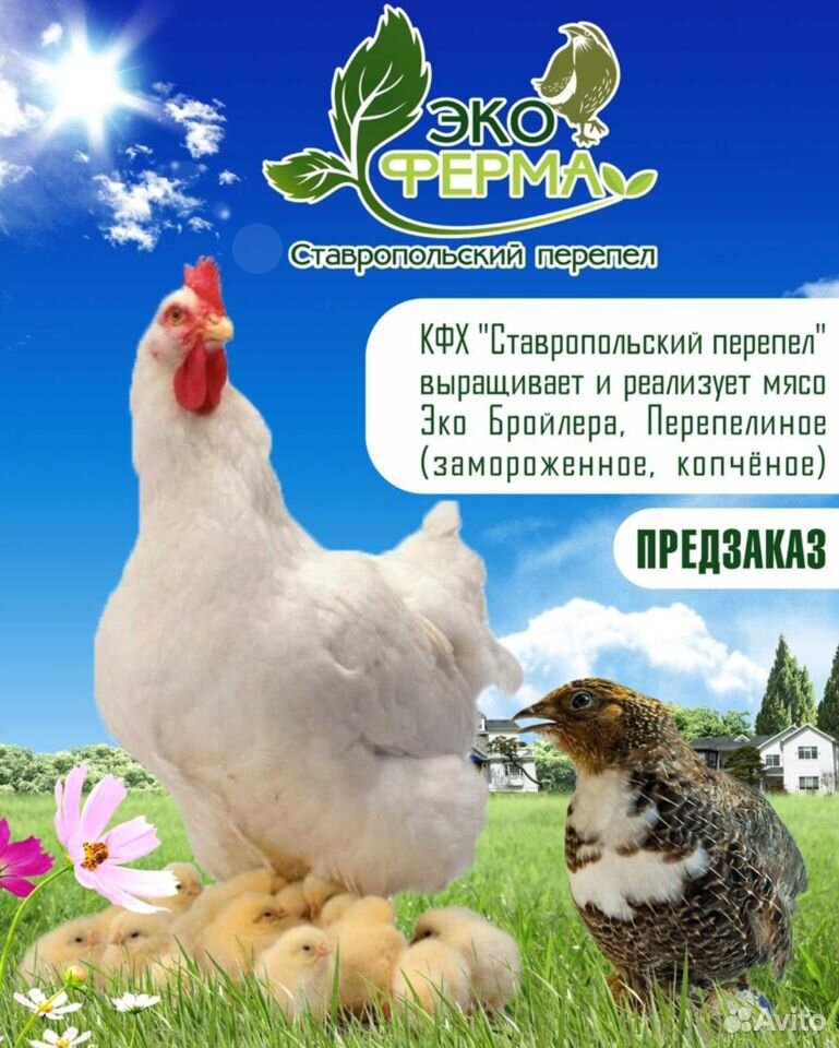 Эко ферма "Ставропольский перепел" купить на Зозу.ру - фотография № 1