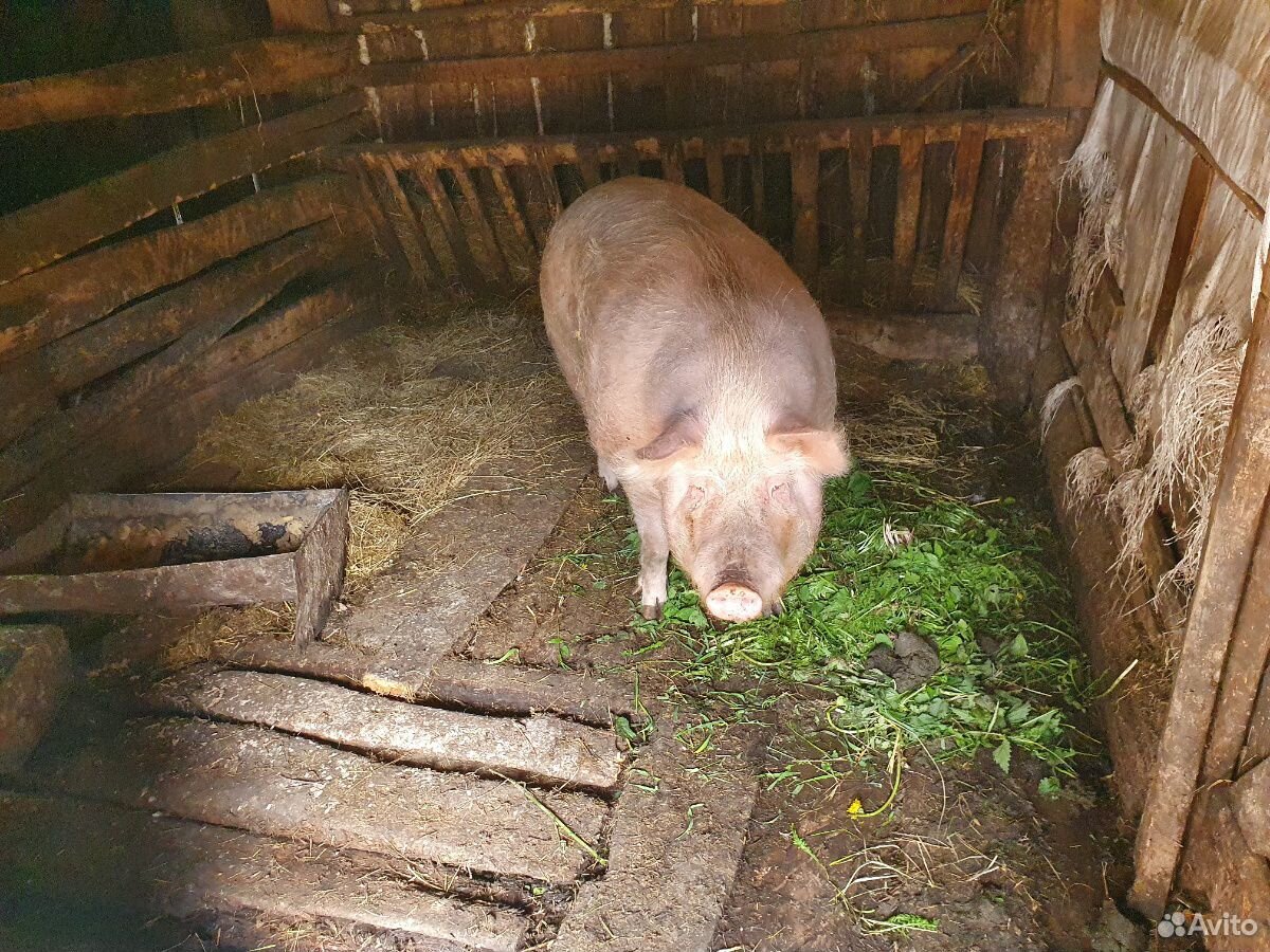 Продается свинья купить на Зозу.ру - фотография № 2