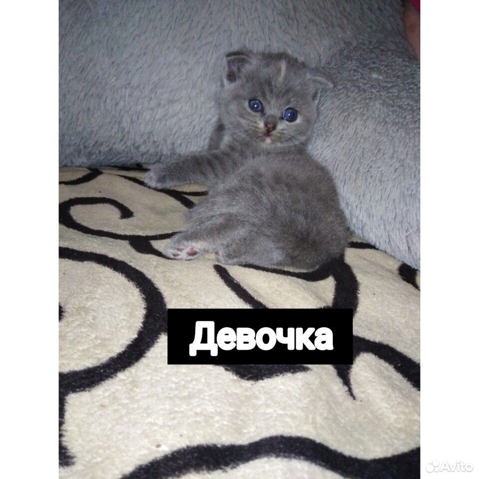 Котята купить на Зозу.ру - фотография № 4
