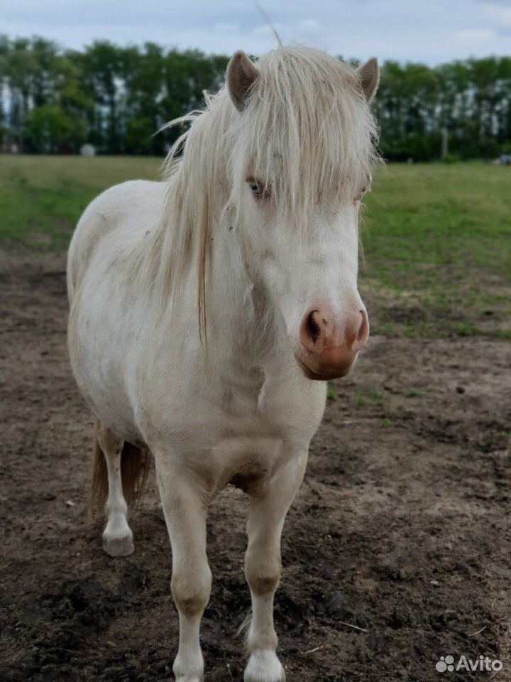 Лошадь. Шотландский пони. жеребец купить на Зозу.ру - фотография № 2