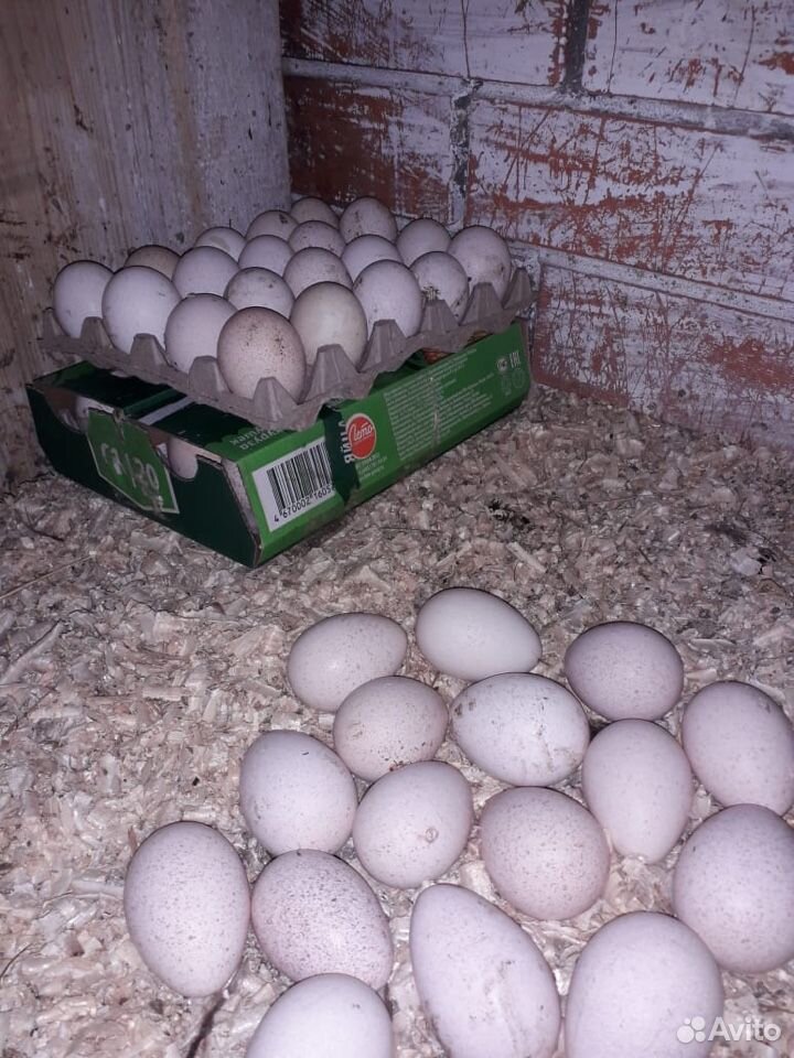 Индюки и инкубационное яйцо купить на Зозу.ру - фотография № 5